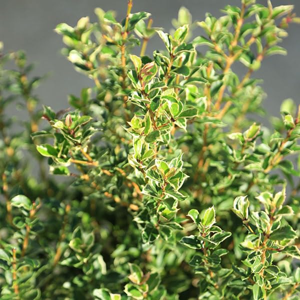 Amazon | 庭木：斑入ヒイラギ（縞ヒイラギ）*しまひいらぎ H：80cm | 植木